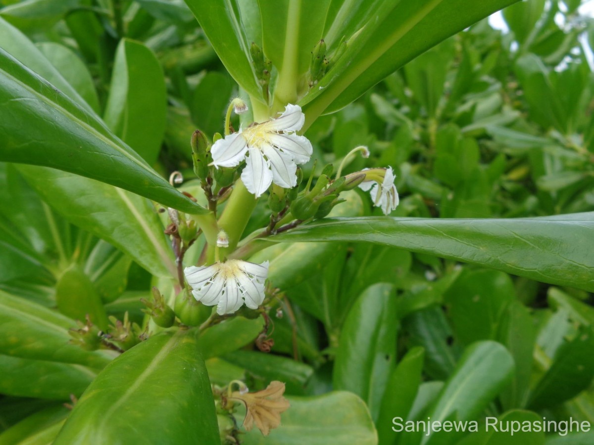 Scaevola taccada (Gaertn.) Roxb.